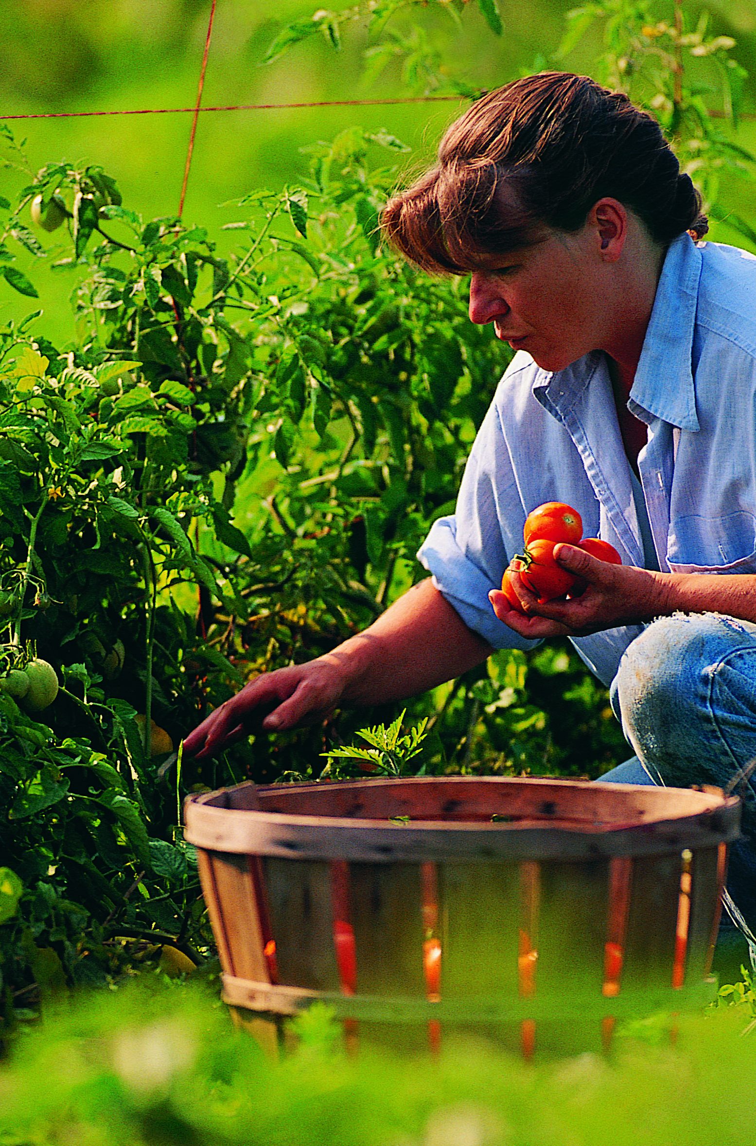 Woman picking tomatoes
