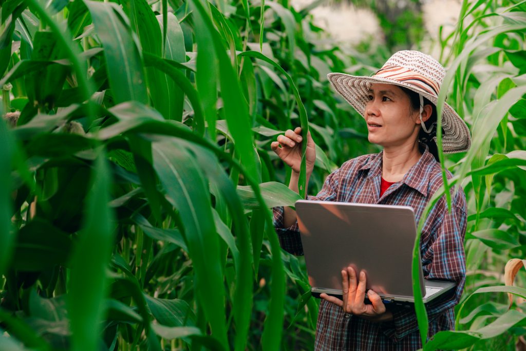 Woman holding laptop in corn field