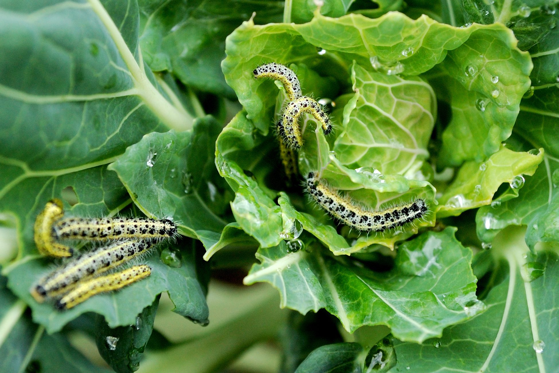 Group of large cabbage white caterpillars on a Brassica plant. Pieris brassicae (large cabbage white).
